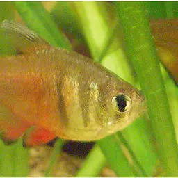 Flame Tetra, photo 1