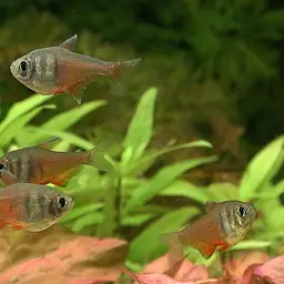 Flame Tetra, photo 2