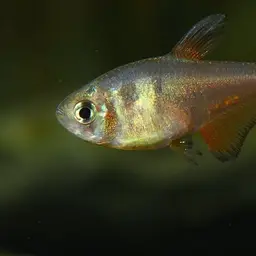 Flame Tetra, photo 3