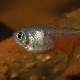 Flame Tetra, photo 4