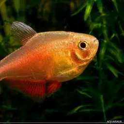 Flame Tetra, photo 5