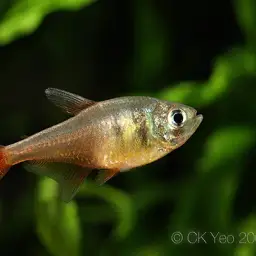 Flame Tetra, photo 6