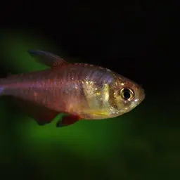 Flame Tetra, photo 7