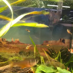 Flame Tetra, photo 8