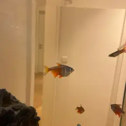 Flame Tetra, photo 9