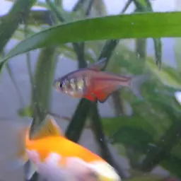 Flame Tetra, photo 10