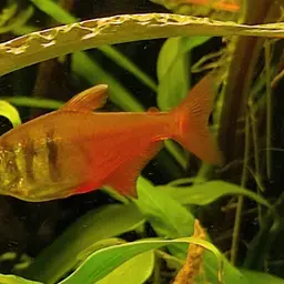 Flame Tetra, photo 11