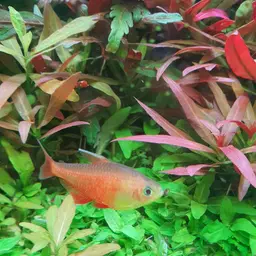 Flame Tetra, photo 12