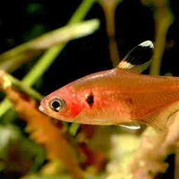 Crystal Red Tetra, photo 2