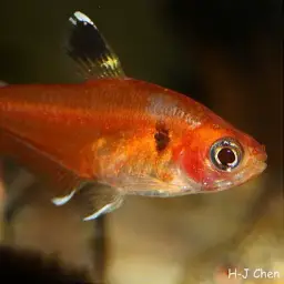 Crystal Red Tetra, photo 3