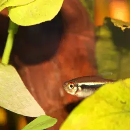 Black Neon Tetra, photo 12