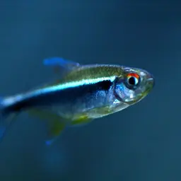 Black Neon Tetra