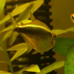 Black Neon Tetra, photo 2