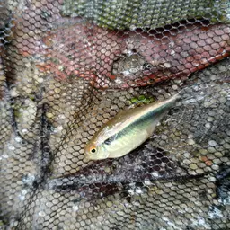 Black Neon Tetra, photo 3