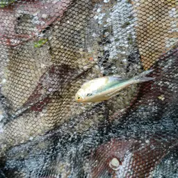 Black Neon Tetra, photo 4