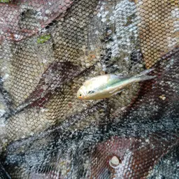 Black Neon Tetra, photo 5