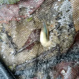 Black Neon Tetra, photo 6