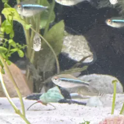 Black Neon Tetra, photo 8