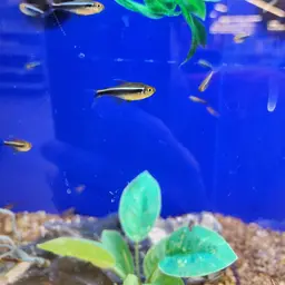 Black Neon Tetra, photo 9