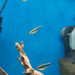 Black Neon Tetra, photo 11