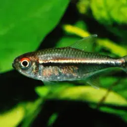 Belgian Flag Tetra