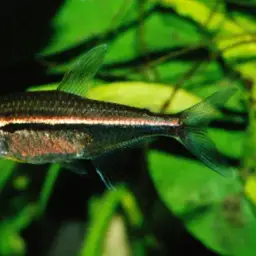 Belgian Flag Tetra, photo 2