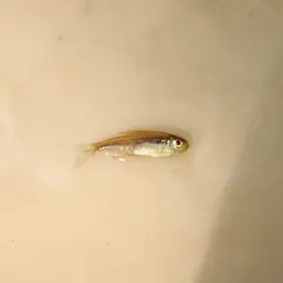 Belgian Flag Tetra, photo 4