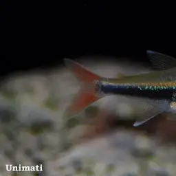 Loreto Tetra, photo 1