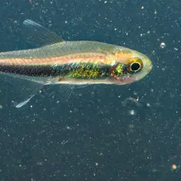 Loreto Tetra, photo 2