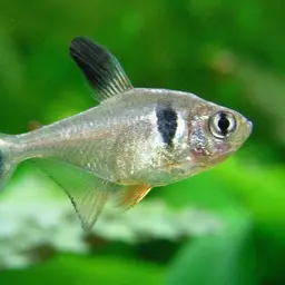 Black phantom tetra