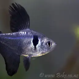 Black phantom tetra, photo 2