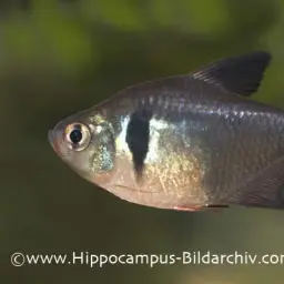 Black phantom tetra, photo 3