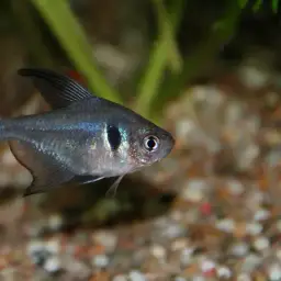 Black phantom tetra, photo 4