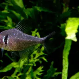 Black phantom tetra, photo 5
