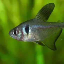Black phantom tetra, photo 6