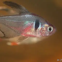Black phantom tetra, photo 7