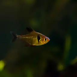 Black phantom tetra, photo 8