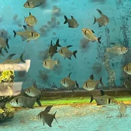 Black phantom tetra, photo 9