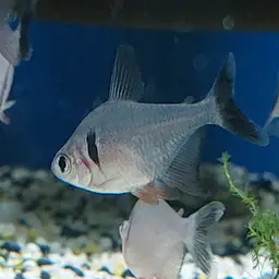 Black phantom tetra, photo 11