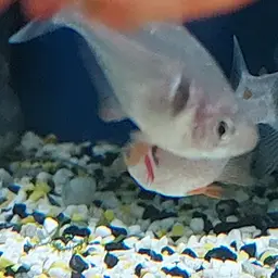 Black phantom tetra, photo 12