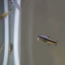 Blue Ribbon Tetra