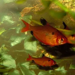 Minor Tetra