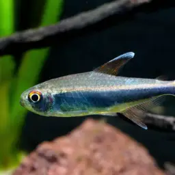 Peruvian Tetra, photo 1