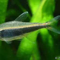 Peruvian Tetra, photo 2