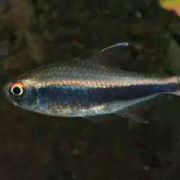 Peruvian Tetra, photo 3
