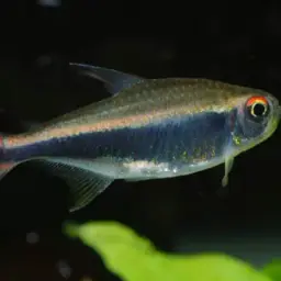 Peruvian Tetra, photo 4