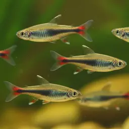 Peruvian Tetra, photo 5