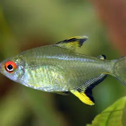 Lemon Tetra, photo 1