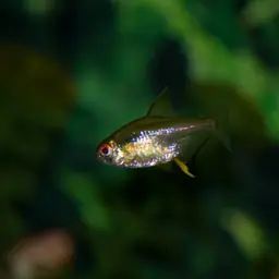 Lemon Tetra, photo 2