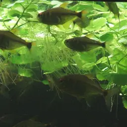 Lemon Tetra, photo 3